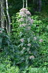 Joe Pye weed